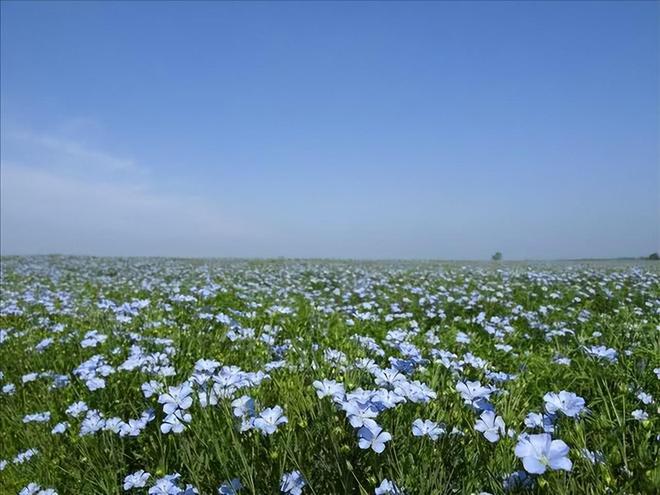 ：把握时令与生态规律亚麻籽种植时间指南(图3)